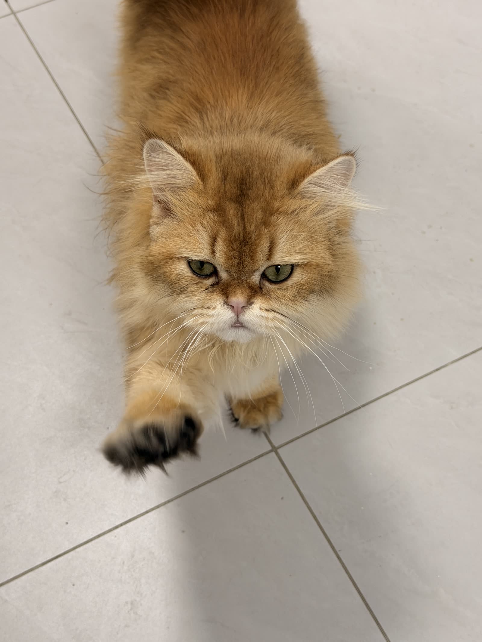 Otis